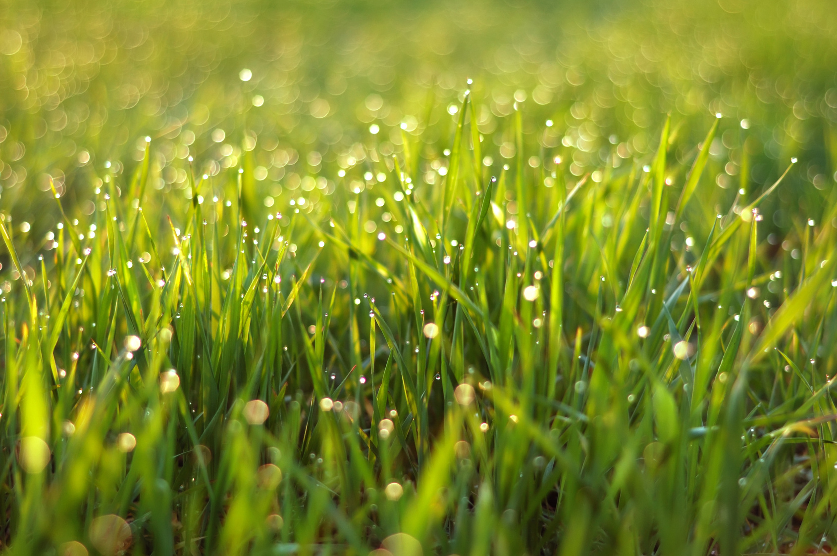 Watering The Grass